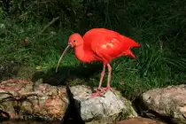 Roter Ibis am 05.10.2020 im Weltvogelpark Walsrode. 