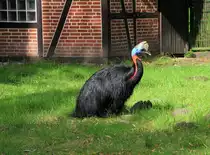 Der gef�hrlichste Vogel der Welt, ein Blauschopfkasuar, am 05.10.2020 zum Gl�ck friedlich in einem Gehege im Weltvogelpark Walsrode. 