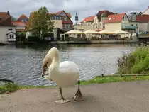  Wehe du warst das Recht an meinem eigenen Bild nicht!  schien der Schwan am 06.10.2020 in Celle zu denken. 
