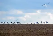 Kleine Gruppe von Kranichen auf einem H�gelkamm bei Bobbin, wobei noch unz�hlige Kraniche in der Senke dahinter rasten. - 11.10.2020

