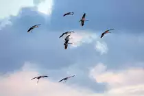 Chaotisch erscheinender Anflug von Kranichen auf den Rastplatz bei Bobbin. - 11.10.2020
