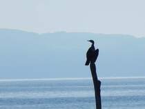 Als Kormoran ist man manchmal ziemlich alleine.
Im Fischerdorf VITT auf RGEN am 21.09.2020.