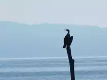 Als Kormoran ist man manchmal ziemlich alleine.
Im Fischerdorf VITT auf R�GEN am 21.09.2020.