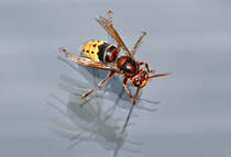 Wespe  klebt  am Zimmerfenster - 28.08.2020