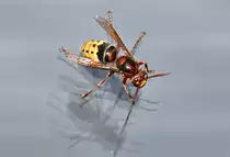 Wespe  klebt  am Zimmerfenster - 28.08.2020