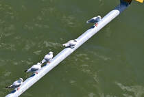 5 Mwen auf einer Stange ber dem Rhein unter der Kennedybrcke in Bonn - 02.08.2020