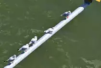 5 M�wen auf einer Stange �ber dem Rhein unter der Kennedybr�cke in Bonn - 02.08.2020