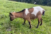 Ziege auf einer Almweide in S�dtirol - 18.07.2020