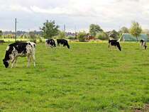 Neben dem Betriebsgelnde der Selfkantbahn kannte man auch aktive Haus- und Nutztiere am 10. Oktober 2020 beobachten.