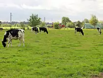 Neben dem Betriebsgel�nde der Selfkantbahn kannte man auch aktive Haus- und Nutztiere am 10. Oktober 2020 beobachten.