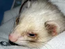 Frettchen  Murphy,  beim  kuscheln ,  auch  sowas  m�gen  FRETTCHEN  !!