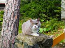 Meine Britische Kater Bert (Bubble Hairy Bears) am 5. 9. 2019. 8 Jahre alt.