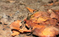 Abseits des gemeinsamen Fressens bearbeitet eine einzelne Wespe ihre Birne am 20.10.2020. 