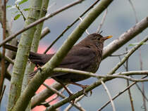 Eine Amsel ruht sich im Gest aus. (Ennepetal, Juli 2020)