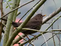 Eine Amsel ruht sich im Ge�st aus. (Ennepetal, Juli 2020)