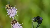 Eine Feldwespe und eine Fleischfliege auf Nektarsuche. (Hattingen, Juli 2020)