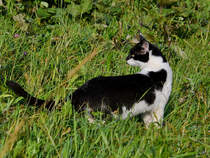 Ein junger Kater erkundet die Landschaft bei Traunstein. (August 2020)