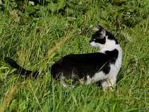 Ein junger Kater erkundet die Landschaft bei Traunstein. (August 2020)