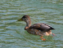 Eine Stockente auf der Traun. (Traunstein, August 2020)