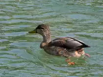 Eine Stockente auf der Traun. (Traunstein, August 2020)