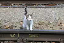 Hauskatze im Bahnhof Eichberg an der Semmerringstrecke am 10.09.2020. 