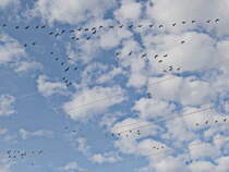 Wildgnse kurz nach dem Start in der Luft bei Diedersdorf am 13. November 2020