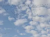 Wildg�nse kurz nach dem Start in der Luft bei Diedersdorf am 13. November 2020