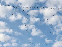 Wildgnse kurz nach dem Start beim berflug bei Diedersdorf am 13. November 2020.