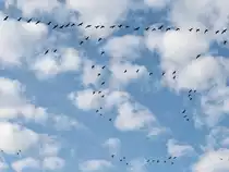 Wildg�nse kurz nach dem Start beim �berflug bei Diedersdorf am 13. November 2020.