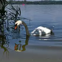 Ein H�ckerschwan auf dem Waginger See. (Gaden, August 2020)