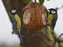 Kohlmeisen bedienen sich am Kn�del. (Jarmen, November 2020)