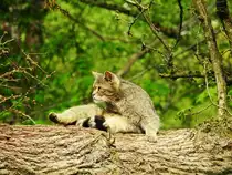 WILDKATZE IM TIERGARTEN WEILBURG/LAHN
Noch einmal meine Begegnung mit der Wildkatze im herrlichen Tiergarten WEILBURG/LAHN,am 26.4.20118,bei ihrer K�rperpflege....