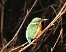 EISVOGEL AN DER SIEG
Am 24.11.2020 in NIEDERSCHELDEN/SIEG fotografiert,nachdem ich sein Flug-und Jagdverhalten schon länger beobachtet hatte....
Wenn man einmal live erlebt hat,wie er von seinem Ansitzzweig kopfüber ins Wasser stürzt,ist man total fasziniert vcon diesem herrlichen Vogel....