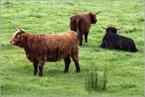 Schottische Hochlandrinder, gesehen auf einer Weide in Haithabu. 03.09.2012