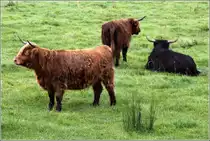 Schottische Hochlandrinder, gesehen auf einer Weide in Haithabu. 03.09.2012