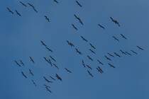 Fr kurze Zeit kreisen diese Kraniche in der Nhe von Wiltz ber mir, um danach ihren Weg fortzusetzen.  29.11.2020