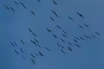 F�r kurze Zeit kreisen diese Kraniche in der N�he von Wiltz �ber mir, um danach ihren Weg fortzusetzen.  29.11.2020