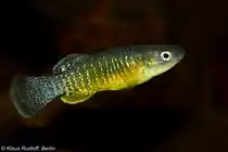 Atlask�rpfling (Aphanius apodus) im Tiergarten Wien-Sch�nbrunn (April 2017). 