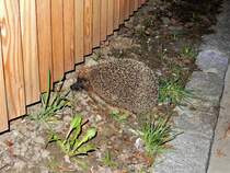 Igel am Strassenrand, gesehen am 24. Mrz 2017 um 20.51 Uhr, in Wetzikon, Kanton Zrich, Schweiz