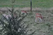 Hirsche (?) Ende September 2020 beim Grasen in der N�he von J�hstadt.