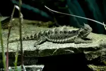 Riesenkr�tenechse, Giant Horned Lizard (Phrynosoma asio) - Los Angeles Zoo and Botanical Gardens, California, USA - Januar 2013