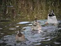 3 STOCKENTEN BEIM PARALLEL-TAUCHEN IN DER SIEG
Bin mir nicht sicher,ob diese 3 Stockenten beim gleichzeitigen Tauchgang in der SIEG bei Niederschelden auch gleich erfolgreich waren.....am 10-12-20