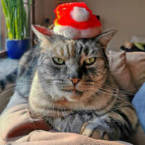 Unsere Nala wnscht geruhsame Feiertage und einen guten Start ins neue Jahr.