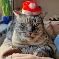 Unsere Nala w�nscht geruhsame Feiertage und einen guten Start ins neue Jahr.