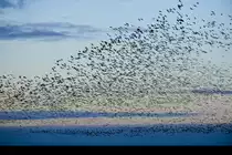 Meerg�nse �ber Rickelsb�ller Koog im Nationalpark Wattenmeer (Kreis S�dtondern). 4. Januar 2021.