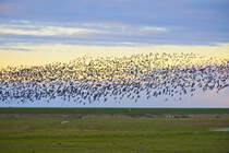 Meergnse ber Rickelsbller Koog im Nationalpark Wattenmeer (Kreis Sdtondern). Aufnahme: 4. Januar 2021.