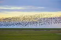 Meerg�nse �ber Rickelsb�ller Koog im Nationalpark Wattenmeer (Kreis S�dtondern). Aufnahme: 4. Januar 2021.