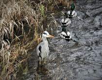 GRAUREIHER UND STOCKENTEN IN DER SIEG
Ein Graureiher schaut,wie tglich,in der SIEG bei Niederschelden nach Beute aus,3 bildschne Stockenten schwimmen an ihm vorbei...am 15.1.2021