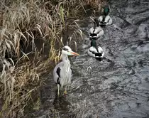 GRAUREIHER UND STOCKENTEN IN DER SIEG
Ein Graureiher schaut,wie t�glich,in der SIEG bei Niederschelden nach Beute aus,3 bildsch�ne Stockenten schwimmen an ihm vorbei...am 15.1.2021