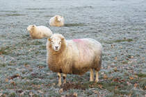 24. Januar 2021 - Schaf auf frostiger Wiese in der Friesischen Wehde